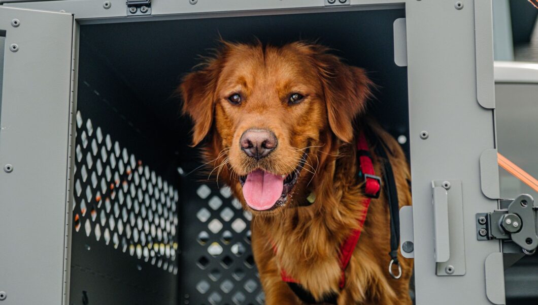 Cane tranquillo dentro il suo trasportino con la porta aperta
