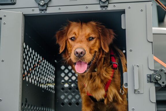 Cane tranquillo dentro il suo trasportino con la porta aperta