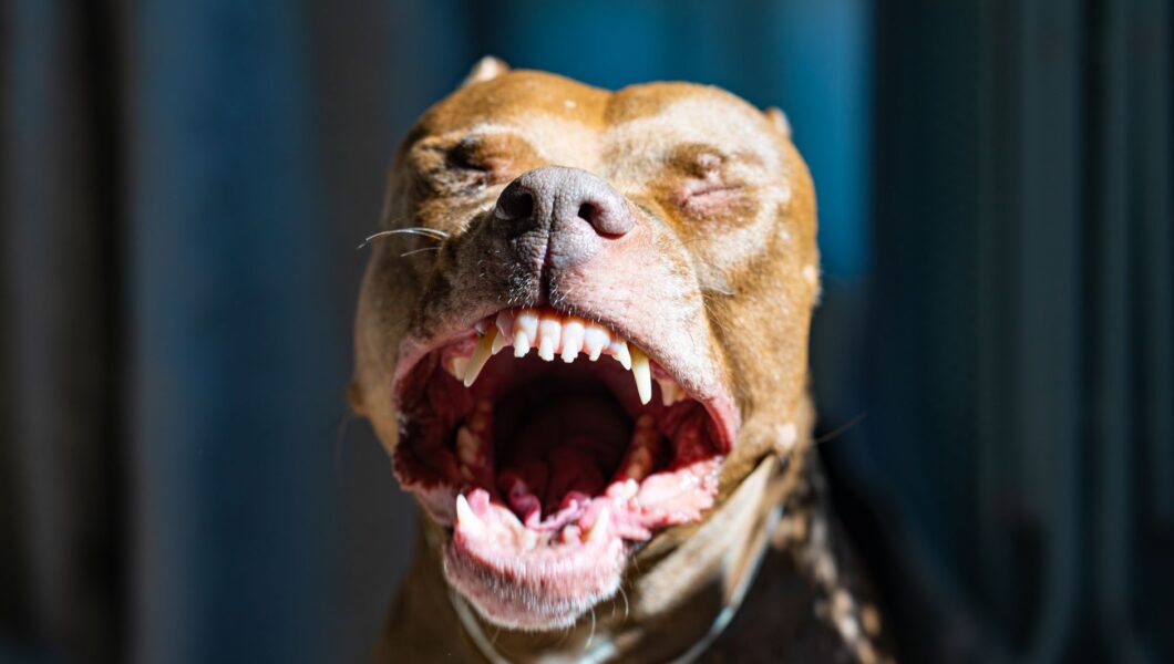 Primo piano della bocca e dei denti di un cane