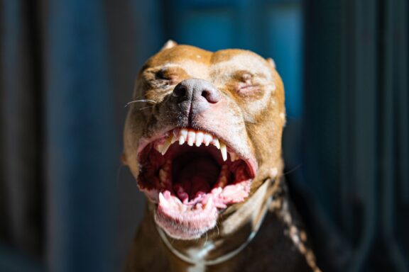Primo piano della bocca e dei denti di un cane