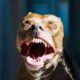 Primo piano della bocca e dei denti di un cane