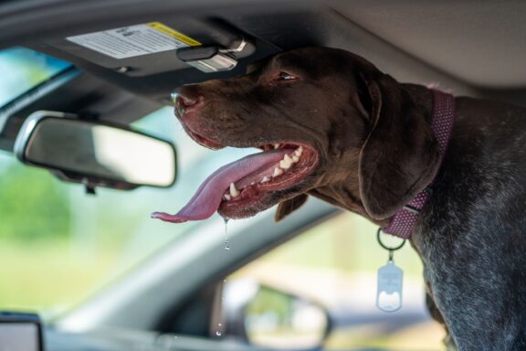 Cane che ansima per il caldo in una giornata estiva
