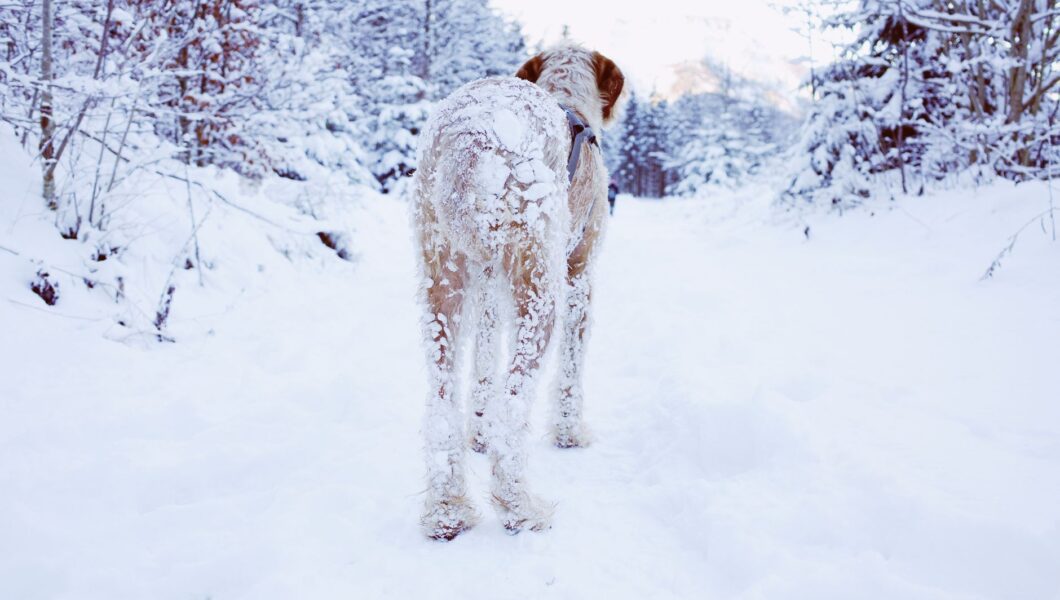 Cane all'aperto nella neve durante l'inverno
