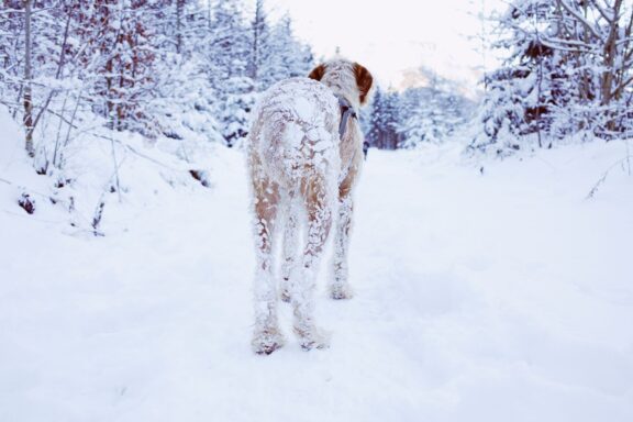 Cane all'aperto nella neve durante l'inverno