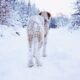 Cane all'aperto nella neve durante l'inverno