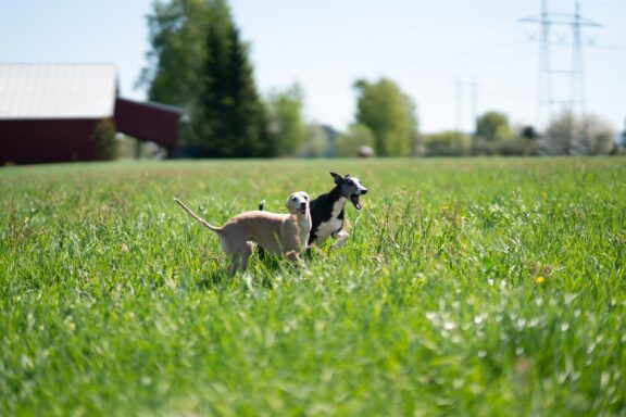 Levriero greyhound che corre a tutta velocità in un campo