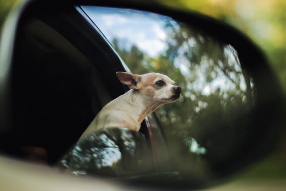 Cane felice con la testa fuori dal finestrino dell'auto
