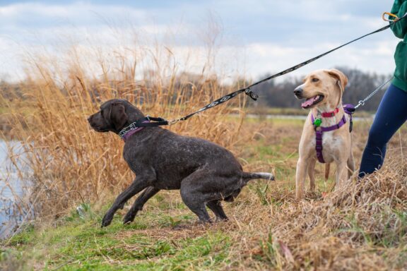Cane che tira al guinzaglio durante una passeggiata