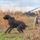 Cane che tira al guinzaglio durante una passeggiata