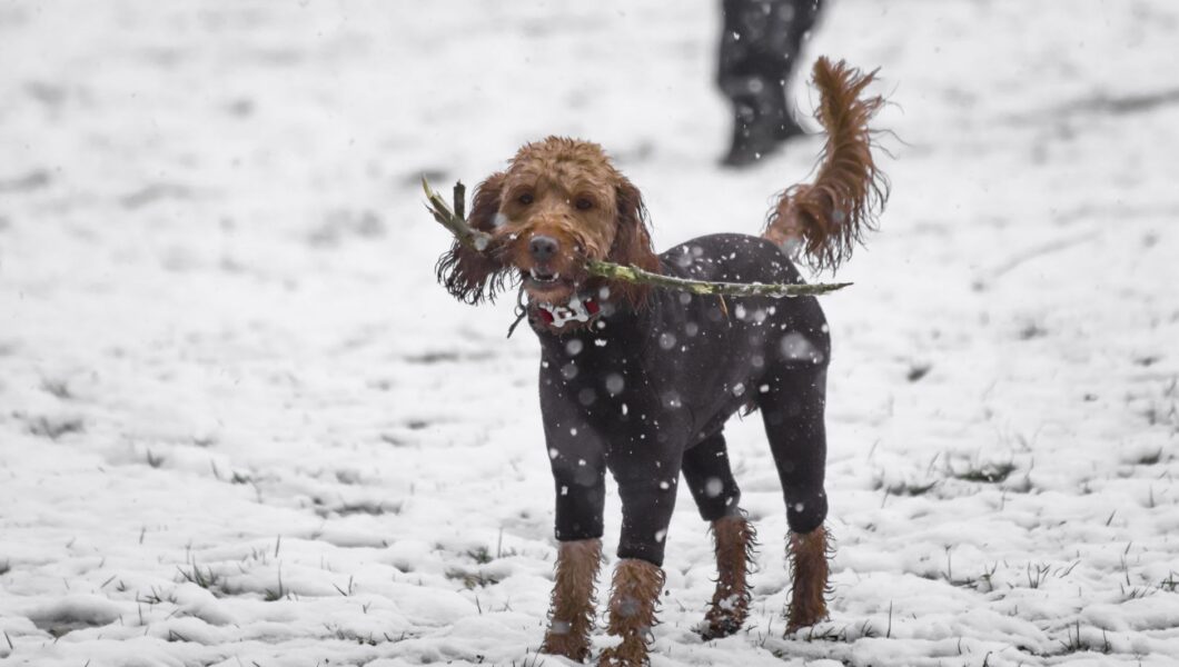 Cane che gioca felice nella neve fresca