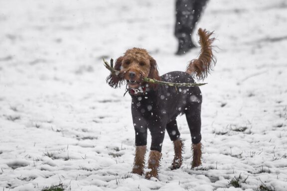 Cane che gioca felice nella neve fresca