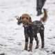 Cane che gioca felice nella neve fresca