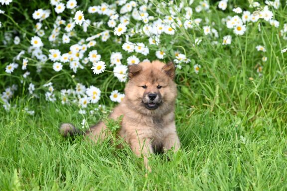 Chow Chow con la caratteristica lingua blu-nera