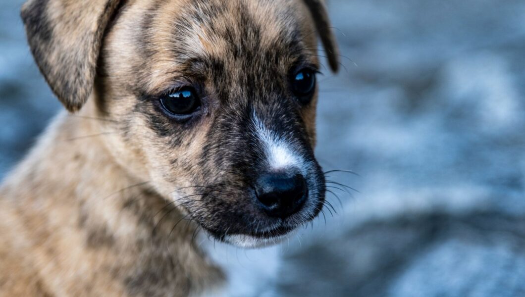 Cucciolo con gli occhi azzurri visto da vicino