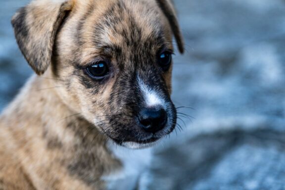 Cucciolo con gli occhi azzurri visto da vicino