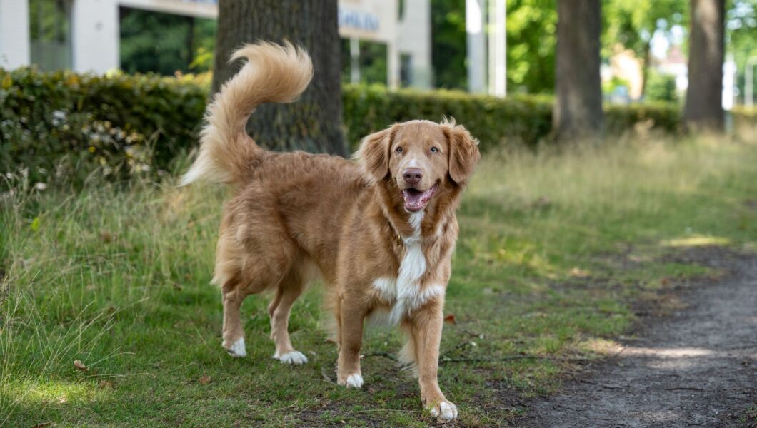 Cane di spalle che scodinzola all'aperto