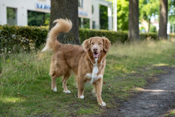 Cane di spalle che scodinzola all'aperto