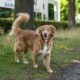 Cane di spalle che scodinzola all'aperto