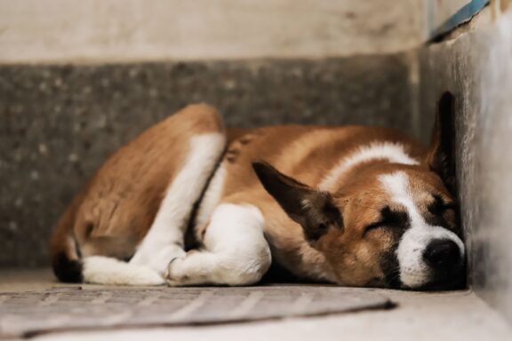 Cane sdraiato a terra che riposa, apparentemente debilitato