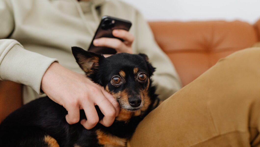 Cane accanto a una persona, vicino e attento