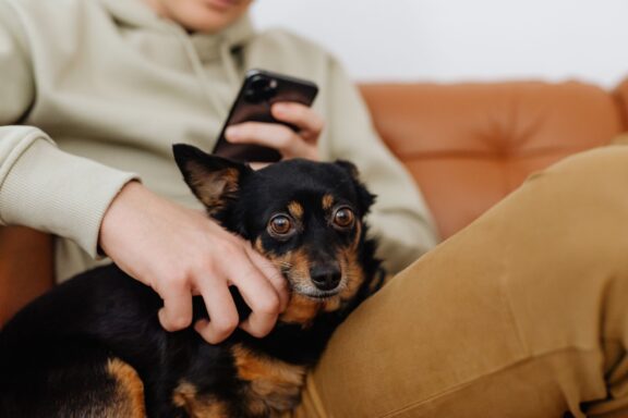 Cane accanto a una persona, vicino e attento