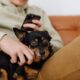 Cane accanto a una persona, vicino e attento