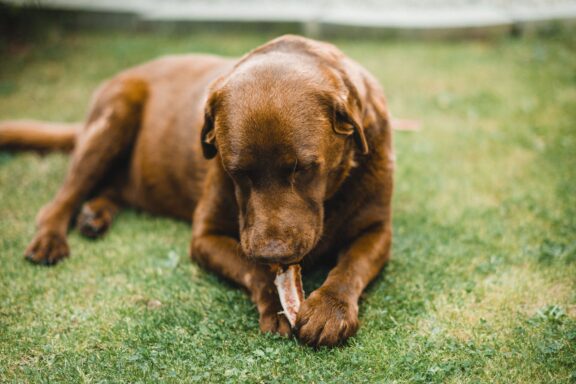 Cane che mangia l'erba in un prato