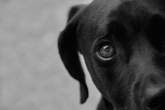 Cane attento con espressione vigile