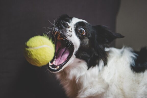 Cane con un gioco in bocca