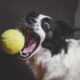 Cane con un gioco in bocca