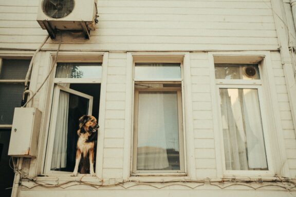 Cane che aspetta da solo affacciato alla finestra