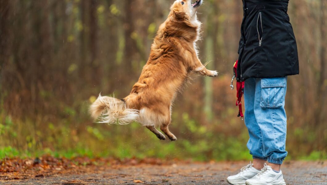 Cane che salta addosso a una persona per salutarla