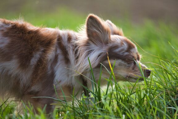 Cane che annusa concentrato