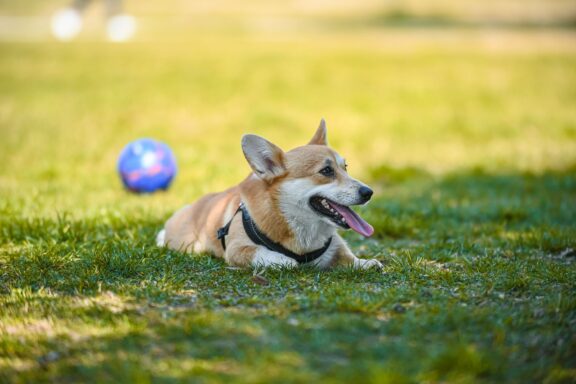Cane che ansima all'aperto in una giornata calda