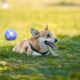 Cane che ansima all'aperto in una giornata calda