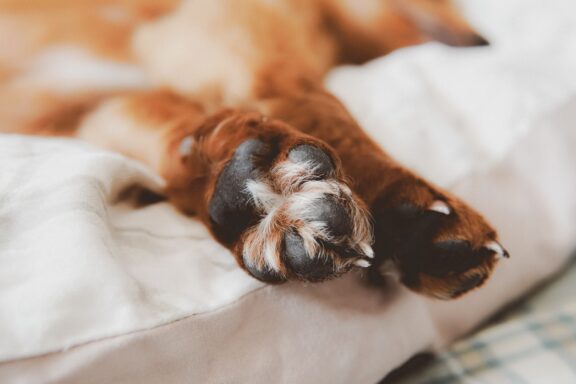 Zampa di cane con le unghie