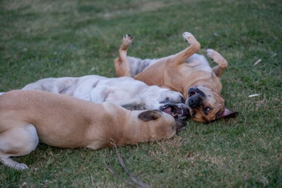 Cane che si rotola nell'erba a pancia all'aria