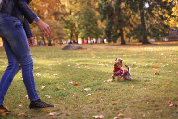 Cane che corre verso il proprietario in un prato
