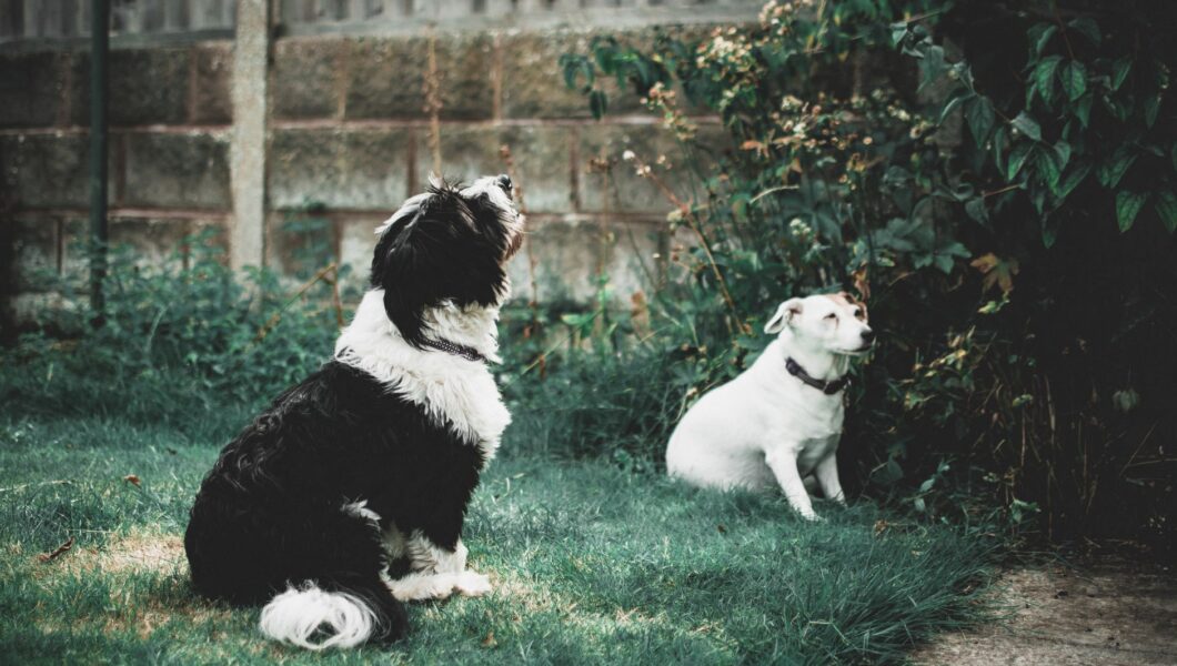 Cane seduto che guarda il proprietario durante l'addestramento