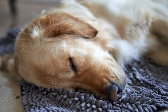 Cane che dorme profondamente