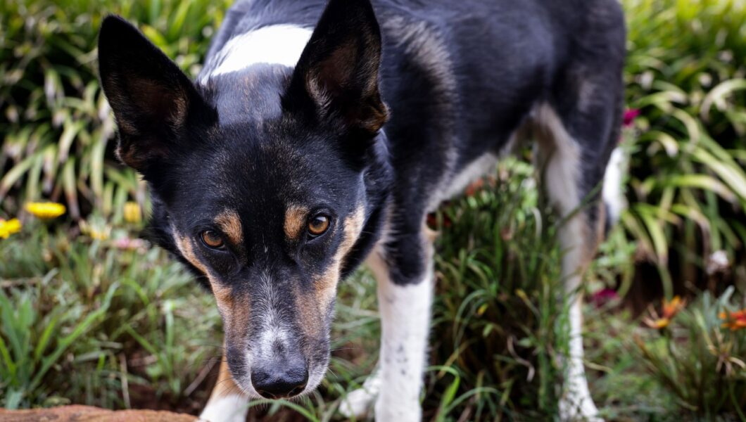 Cane che annusa il terreno durante una passeggiata