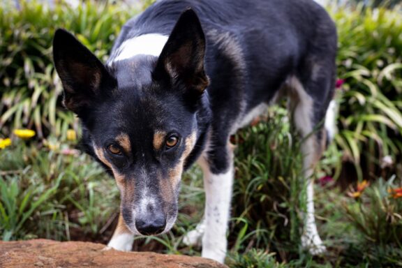 Cane che annusa il terreno durante una passeggiata