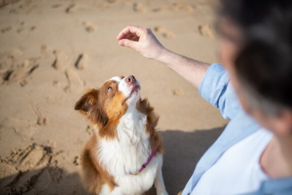 Addestramento del cane con segnale e premio