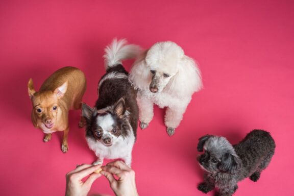 Premietti per cane usati nell'addestramento