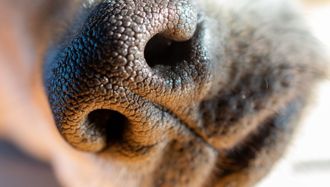 Primo piano del naso umido di un cane