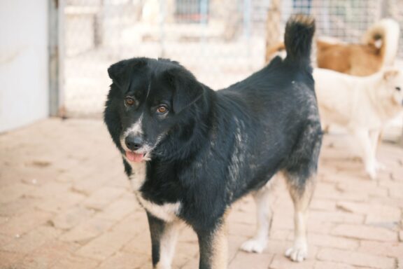 Cane adulto adottato accanto al nuovo proprietario