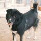 Cane adulto adottato accanto al nuovo proprietario