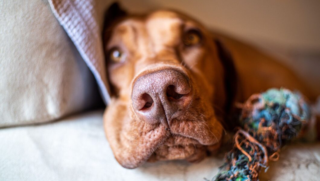 Cane impegnato in un gioco di attivazione mentale in casa