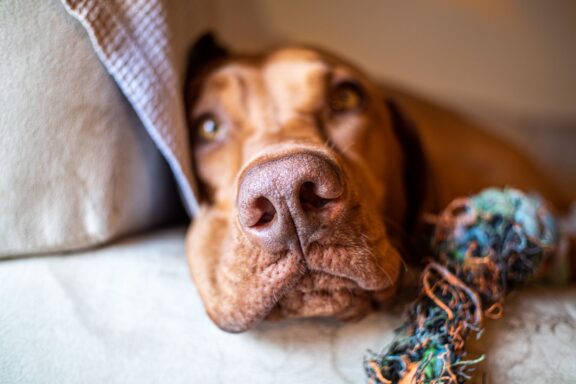 Cane impegnato in un gioco di attivazione mentale in casa