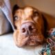 Cane impegnato in un gioco di attivazione mentale in casa